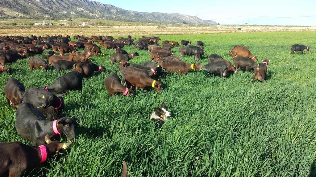 Rebaño de cabras pastando en el terreno