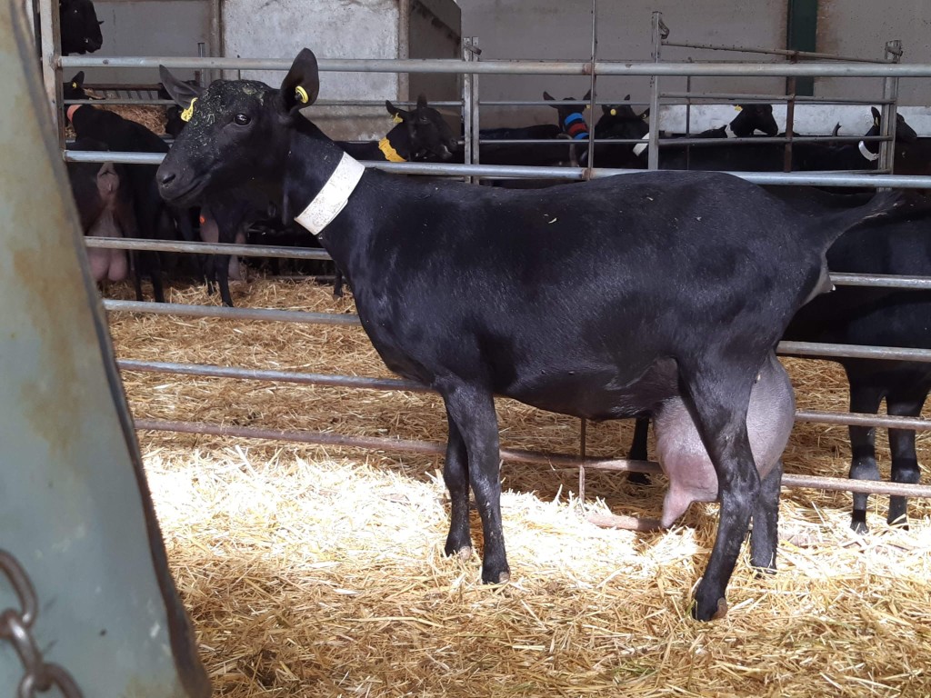Cabra en instalación de manejo