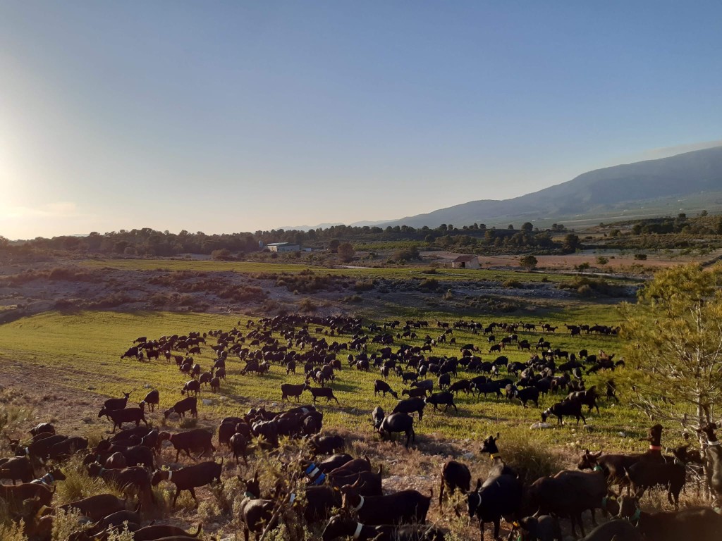 Vista general del rebaño en explotación
