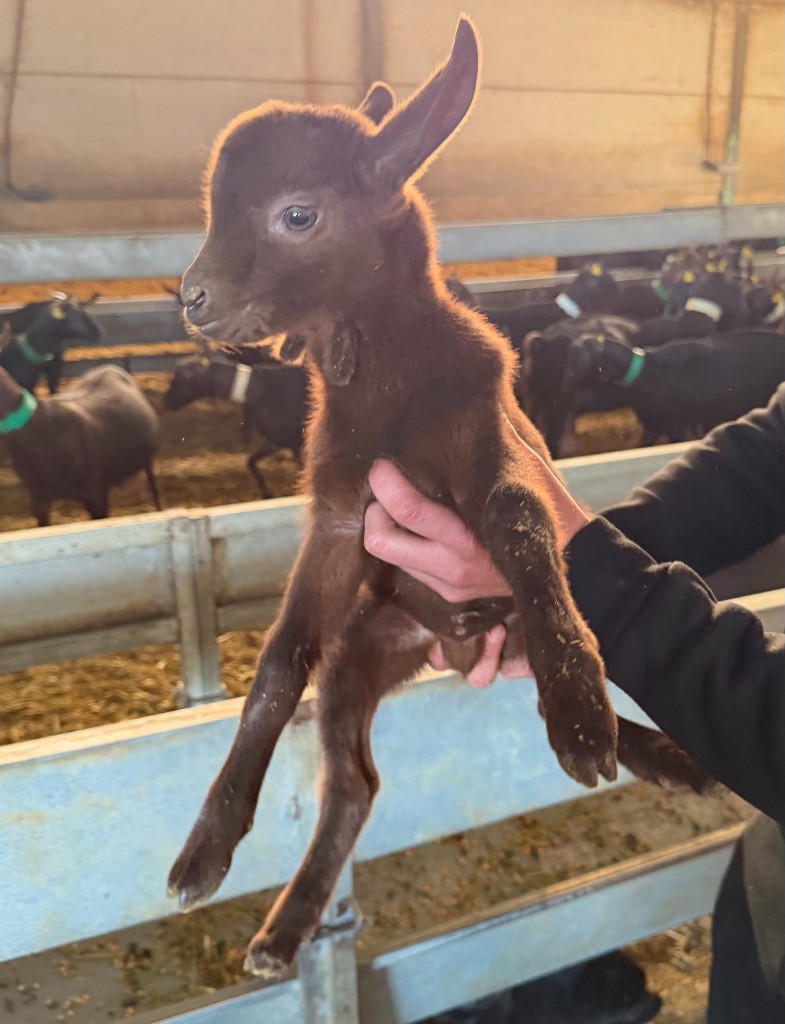 Chota real de Kabria en la explotación