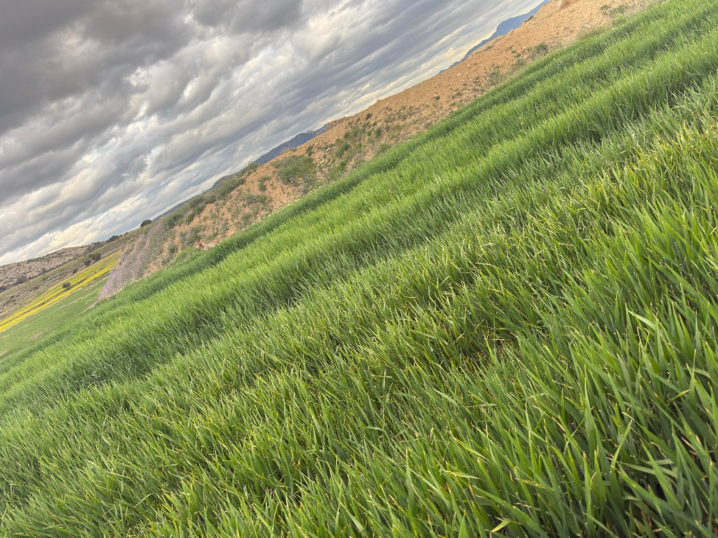Terreno real del proyecto Kabria, zona de cultivo y ladera
